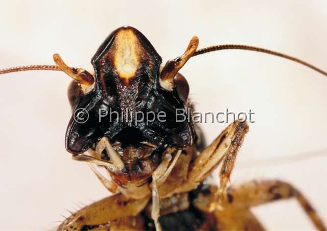 Loxoblemmus sp.JPG - Loxoblemmus sp. (Portrait)GrillonCricketOrthopteraGryllidaeMalaisie